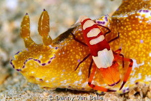 Ceratosoma slug with emperor shrimp by Danny Van Belle 